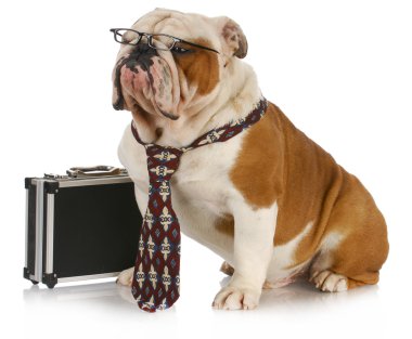 iş köpeği