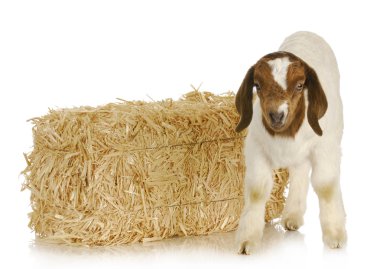 baby goat clipart