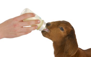 bottle feeding baby goat