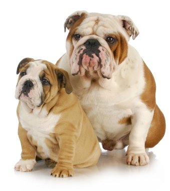 Baba ve oğul köpekler
