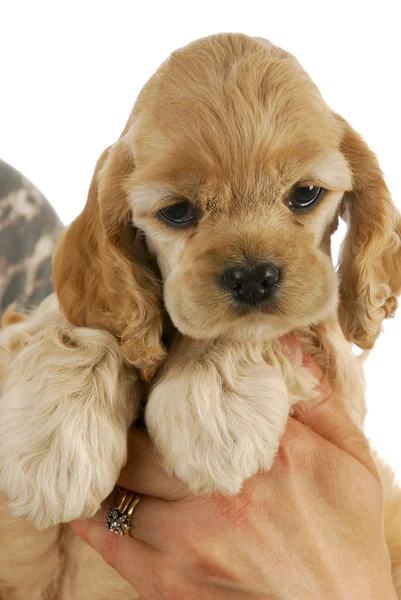 Hands holding puppy — Stock Photo, Image