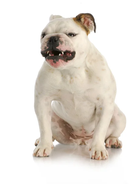 Agressive dog — Stock Photo, Image