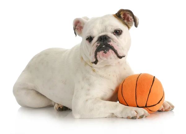 Hund mit Ball — Stockfoto