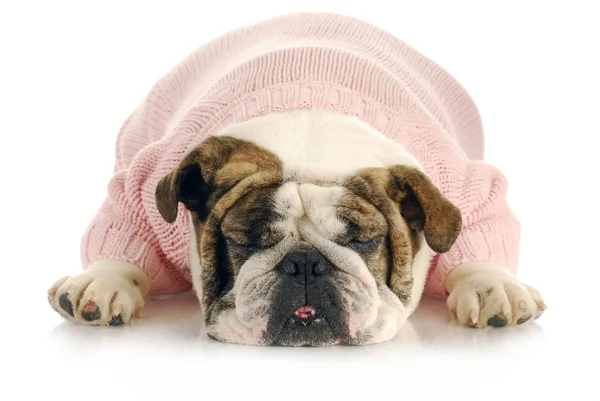 Kvinnliga bulldog — Stockfoto