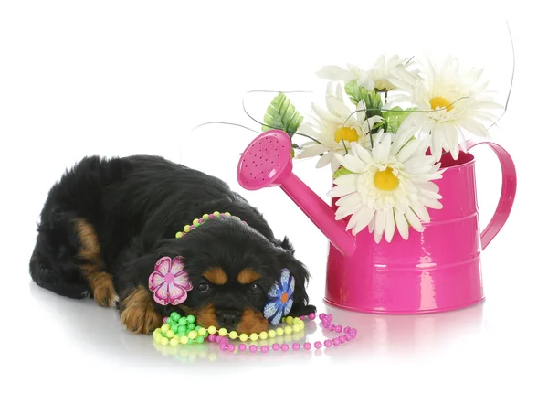 Spring puppy — Stock Photo, Image