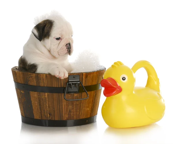 Köpek banyosu zamanı.