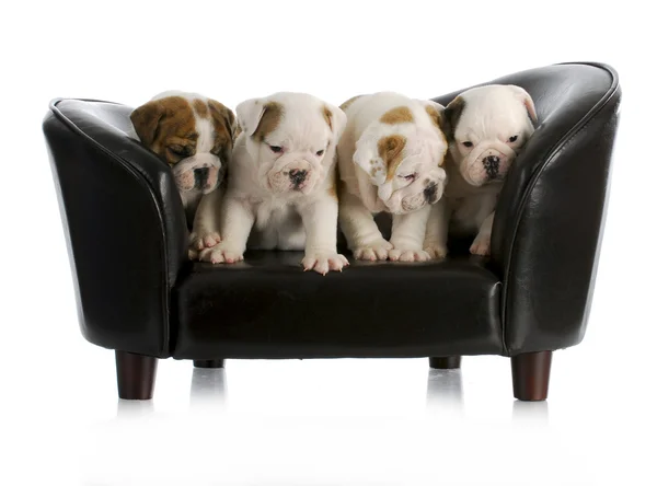 Litter of puppies — Stock Photo, Image