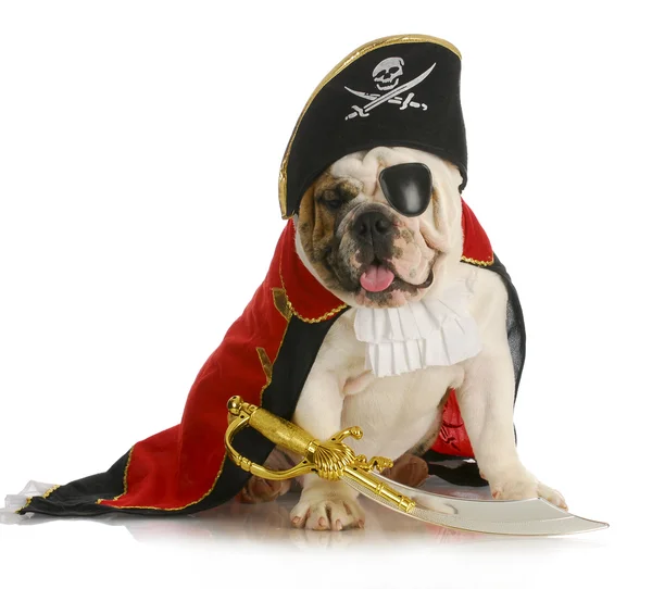 Dog pirate — Stock Photo, Image