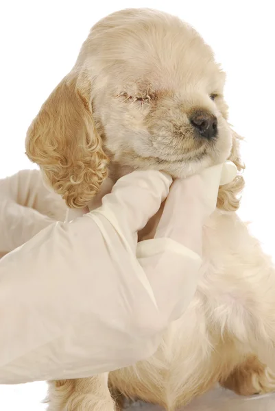 Göz ameliyatı ile köpek yavrusu — Stok fotoğraf