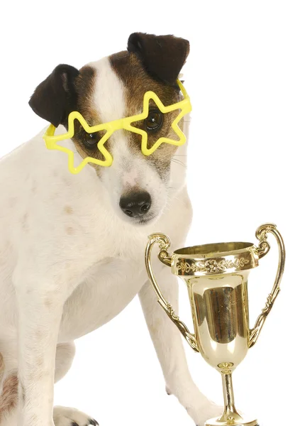 Campeón perro — Foto de Stock