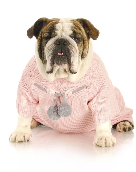 Hund trägt Pullover — Stockfoto