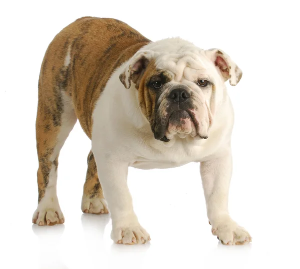 Engels bulldog staande — Stockfoto