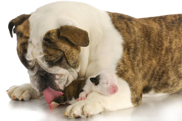 Новорожденного щенка чистят — стоковое фото