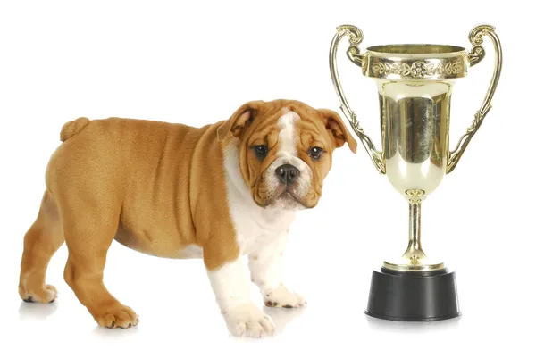 Cachorro com troféu — Fotografia de Stock