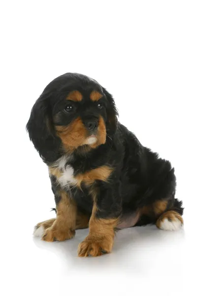 Schattig puppy — Stockfoto