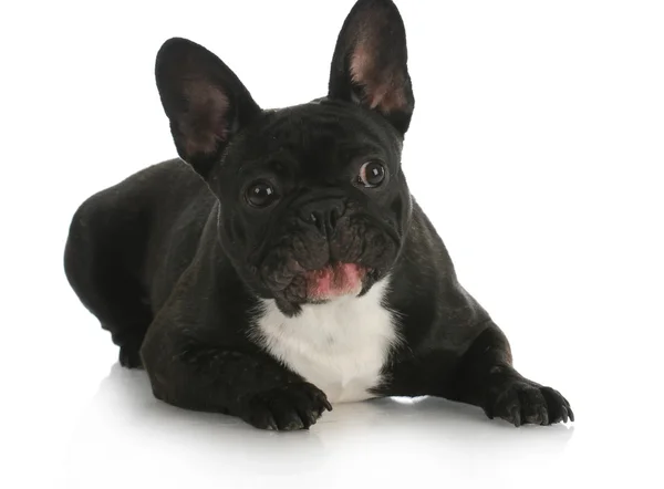 Divertente bulldog francese — Foto Stock