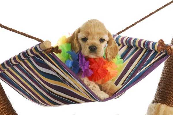 Puppy vacation — Stock Photo, Image
