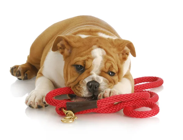 Naughty puppy — Stock Photo, Image