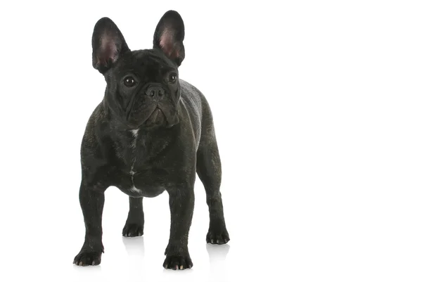 French bulldog standing — Stock Photo, Image