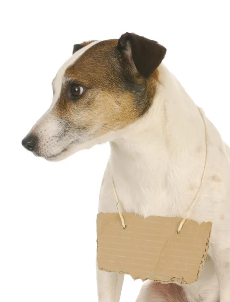 Dog wearing sign — Stock Photo, Image