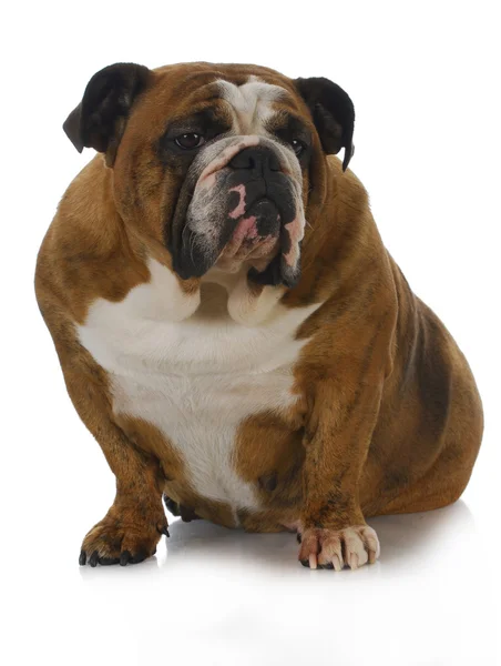 Engelse Bulldog — Stockfoto