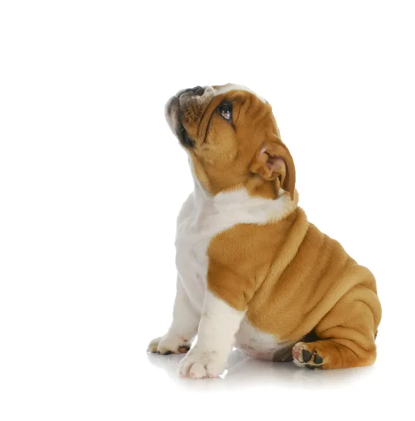 Schattig puppy — Stockfoto