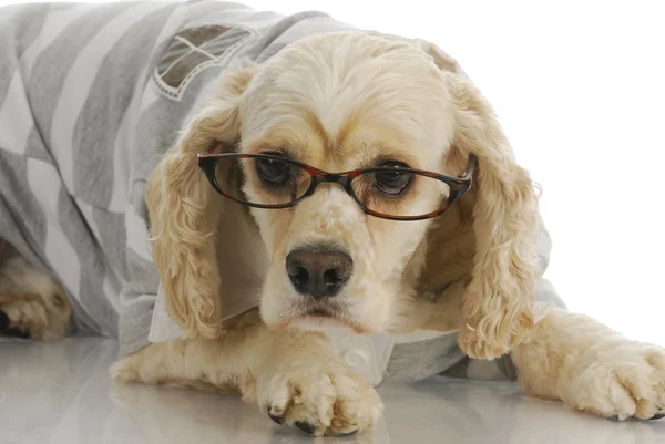 Lindo perro usando gafas — Foto de Stock