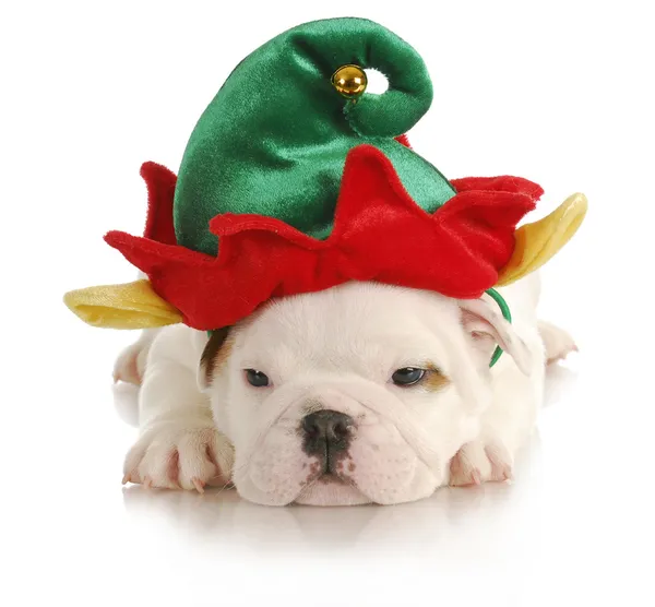 Puppy elf — Stock Photo, Image