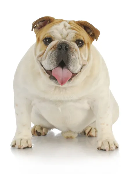 Engelse Bulldog — Stockfoto