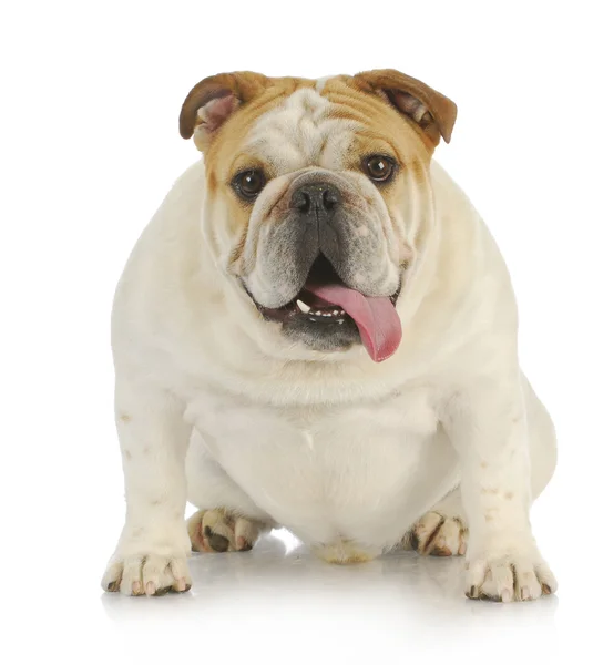 Engelse Bulldog — Stockfoto