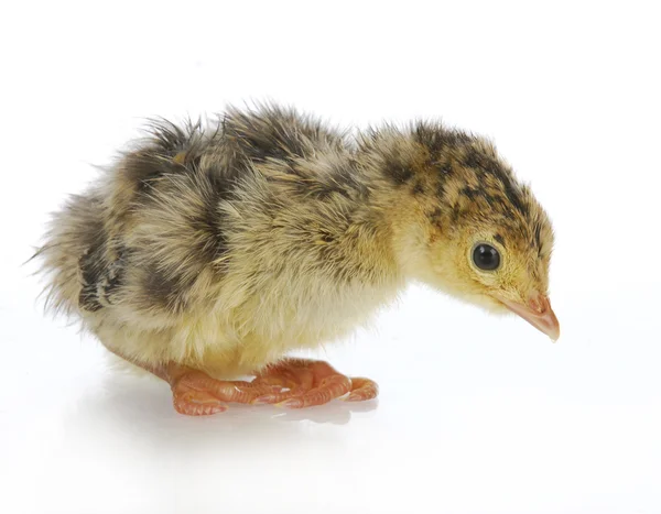 Baby turkey Stock Photos, Royalty Free Baby turkey Images | Depositphotos