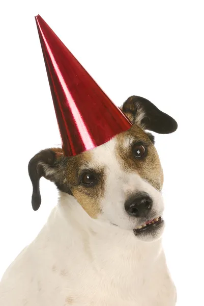 Party dog — Stock Photo, Image