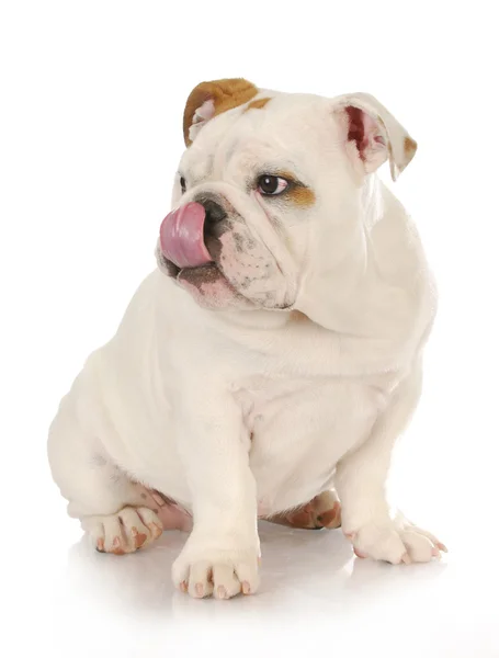 Cachorro lamiendo labios —  Fotos de Stock
