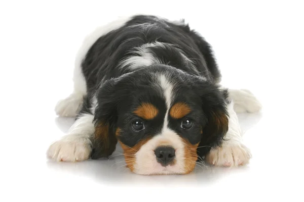 Schattig puppy — Stockfoto