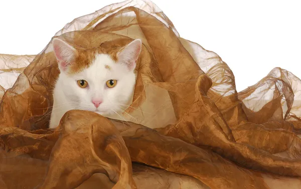 Gato de pelo corto — Foto de Stock