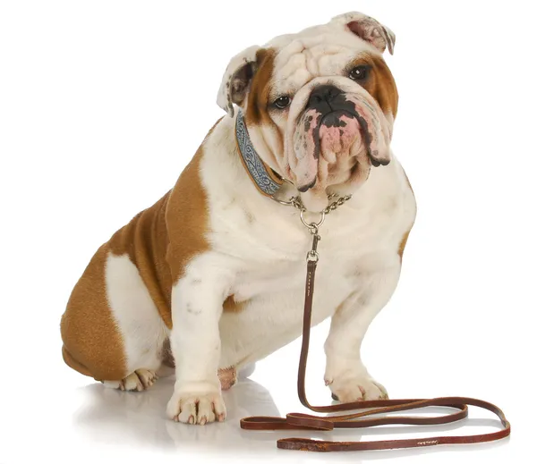 Dog on a leash — Stock Photo, Image