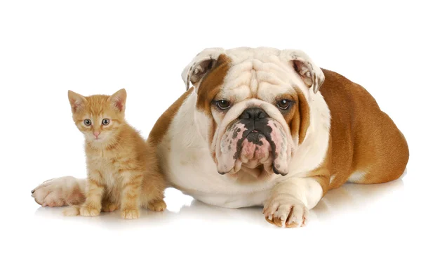 Hond en kat — Stockfoto