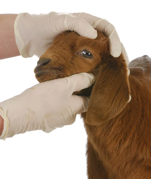 Soins vétérinaires à la ferme — Photo