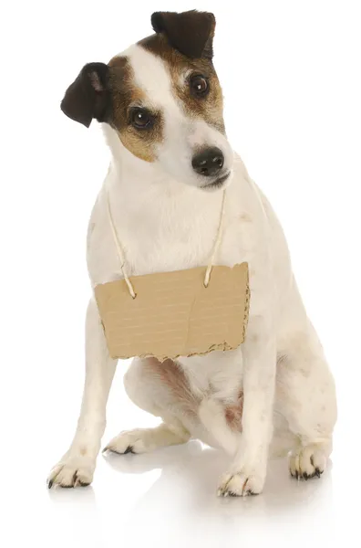 Dog with a message — Stock Photo, Image