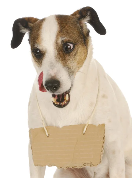 Dog with a message — Stock Photo, Image