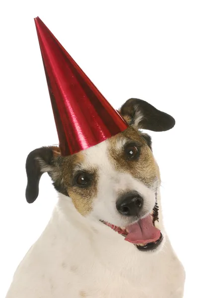 Birthday dog — Stock Photo, Image