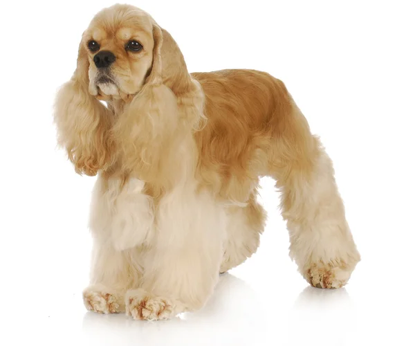 Cocker spaniel — Zdjęcie stockowe