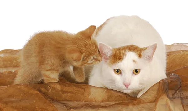 Katze und Kätzchen — Stockfoto