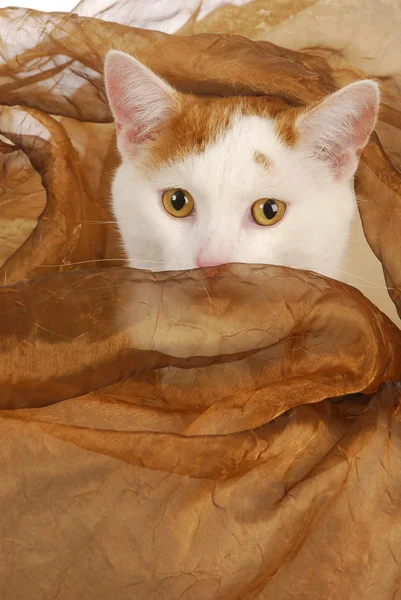 Katze mit bernsteinfarbenen Augen — Stockfoto