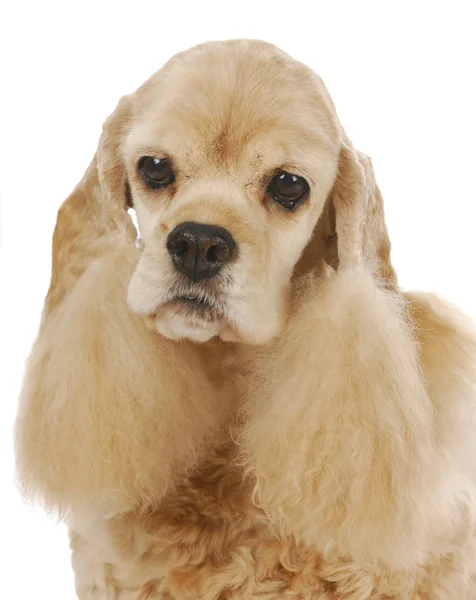 Senior hond — Stockfoto
