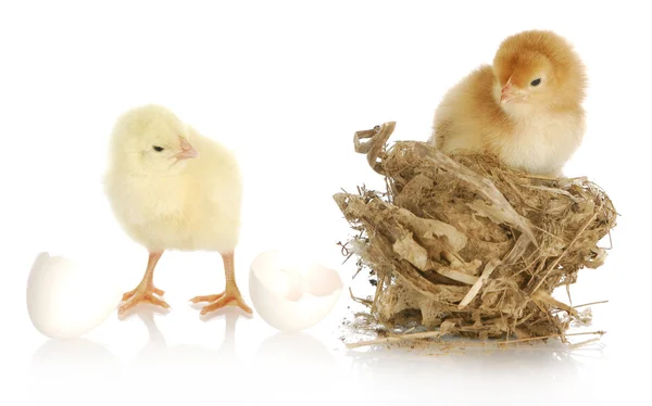 Two baby chicks — Stock Photo, Image