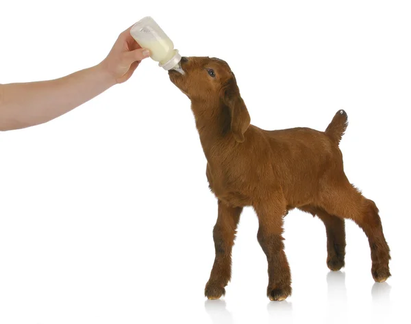 Bottle feeding baby goat — Stockfoto
