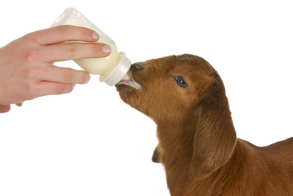 Bottle feeding baby goat — Stockfoto