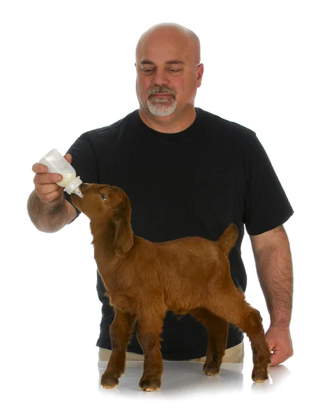 Farmer bottle feeding baby goat — Stock Photo, Image