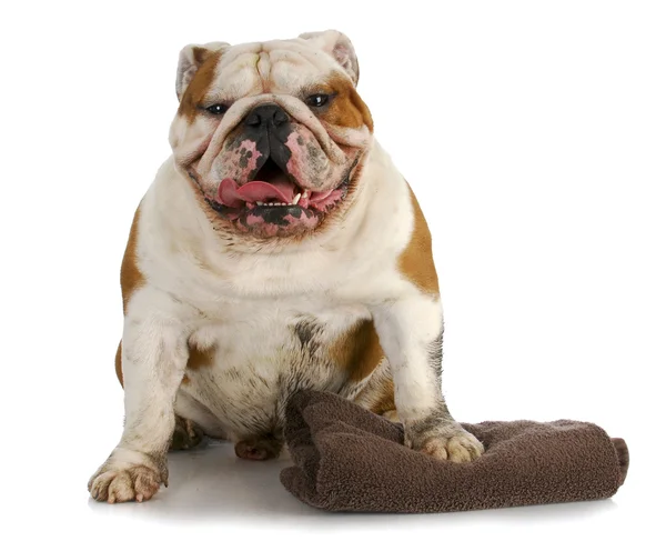 Dirty dog — Stock Photo, Image